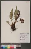 Polystichum parvipinnulum Tagawa yտ