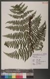 Peranema cyatheoides Don `n