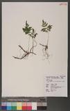 Gymnocarpium remote-pinnatum (Hayata) Ching ӵи`