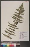 Dryopteris transmorrisonensis (Hayata) Holttum & Edwards ɤs