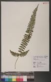 Polystichum hancockii (Hance) Diels տ