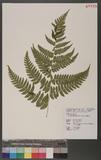 Dryopteris marginata (Wall.) Christ T