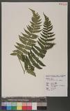 Dryopteris marginata (Wall.) Christ T