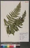 Dryopteris marginata (Wall.) Christ T