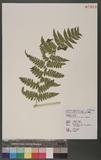 Dryopteris marginata (Wall.) Christ T