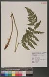 Dryopteris marginata (Wall.) Christ T