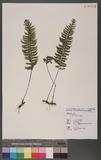 Asplenium cataractarum Rosenst K