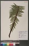 Dryopteris wallichiana (Sprengel) Alston & Bonner ˤ