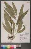 Coniogramme japonica (Thunb.) Diels 饻X