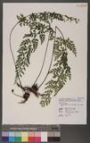 Asplenium neolaserpitiifolium Tard. -Blot & Ching j¬`K