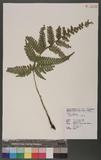 Dryopteris varia (L.) Ktze. n