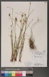 Ascolepis protea Welw. var. anthemidiflora Welwitsch