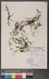 Ceratophyllum demersum L. Ħ