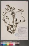 Ranunculus aquatilis L.