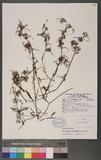 Ranunculus trichop...