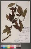 Chasalia parvifolia K. Schum.