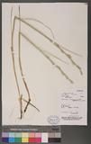 Agropyron junceum (L.) P. Beauv.