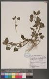 Chenopodium rubrum L.