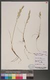 Festuca rubra L. subsp. arenaria (Osbeck) Syme