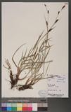 Carex helodes Link