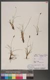 Carex pyrenaica Wahlenb.