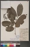 Aidia micrantha (K. Schum.) Bullock ex F. White var. congolana (De Wild. & T. Durand) E. M. A. Petit
