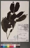 Aidia micrantha ( K. Schum. ) Bullock ex F. White