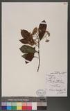 Berberis linearifolia Phil.