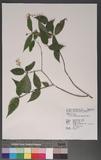 Deutzia taiwanensis (Maxim.) Schneider OWY