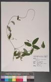 Dumasia villosa DC. subsp. bicolor (Hayata) Ohashi & Tateishi OWs«