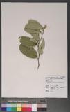 Capparis micracantha DC. var. henryi (Matsum.) Jacobs psa