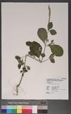 Achyranthes bidentata Blume 