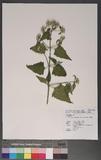 Chromolaena odorata (L.) R. M. King & H. Rob. A
