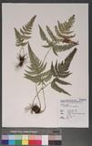 Dryopteris varia (L.) Ktze. n