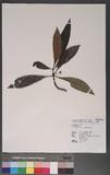 Psychotria rubra (...