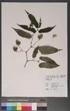 Begonia sp.
