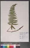 Polystichum prionolepis Hayata տ