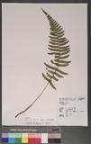 Dryopteris subatrata Tagawa Ӹ