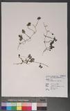 Ellisiophyllum pinnatum (Wall.) Makino 