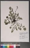 Salvia arisanensis Hayata s