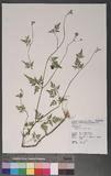 Torilis japonica (Houtt.) DC. Ѧ