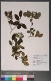 Viburnum parvifolium Hayata 小葉莢迷