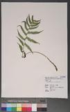 Athyrium japonicum (Thunb.) Copel. \