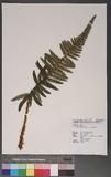 Polystichum parvipinnulum Tagawa yտ