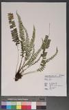 Polystichum deltodon (Bak.) Diels ͦտ