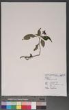 Ophiorrhiza japonica Blume Dگ