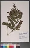 Dryopteris varia (L.) Ktze. n