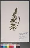 Polystichum prionolepis Hayata տ