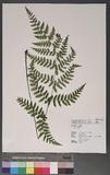 Athyrium arisanense (Hayata) Tagawa s\