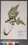 Dryopteris sparsa (Don) Ktze. 